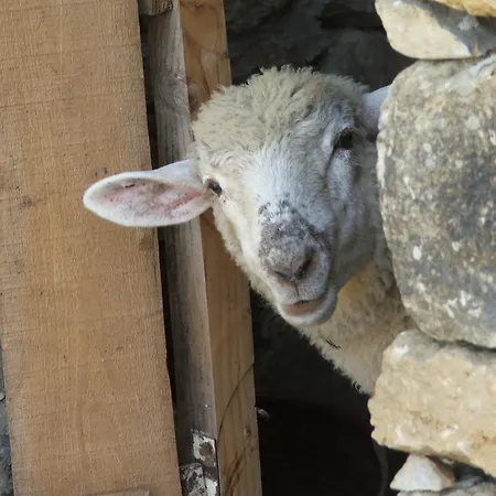 Aldeia Da Mata Pequena Ferienpark