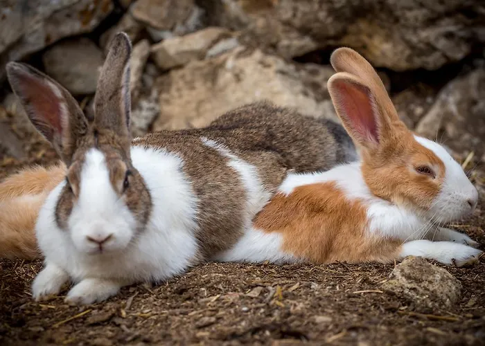 Feriepark Aldeia Da Mata Pequena Mafra